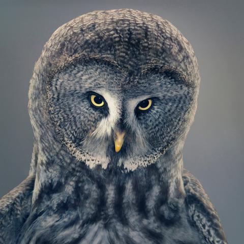 Уникальные портреты животных показал британский фотограф (Фото) Уникальные портреты животных показал британский фотограф (Фото)