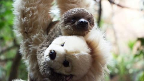 В лондонском зоопарке плюшевая игрушка заменила ленивцу маму (Видео)