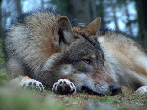 Охота на волков: от красных флажков к красным тапочкам (ВИДЕО)