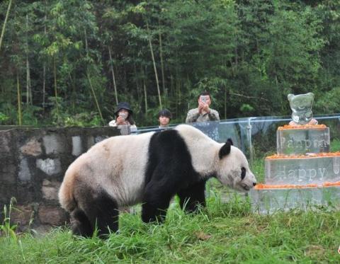 День рождения отпраздновал самый старый в мире самец панды