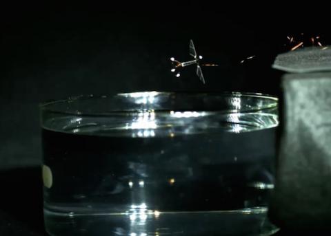 Исследователи научили робота-пчелу плавать (ВИДЕО)