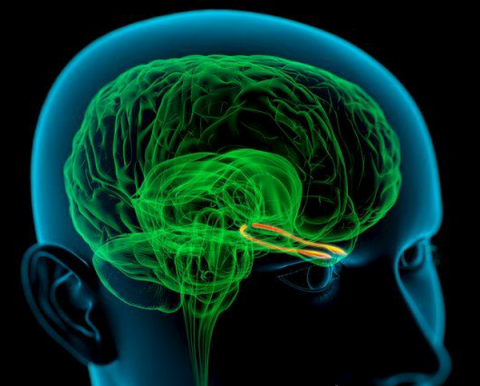 Ученые: зрительная кора мозга способна принимать решения