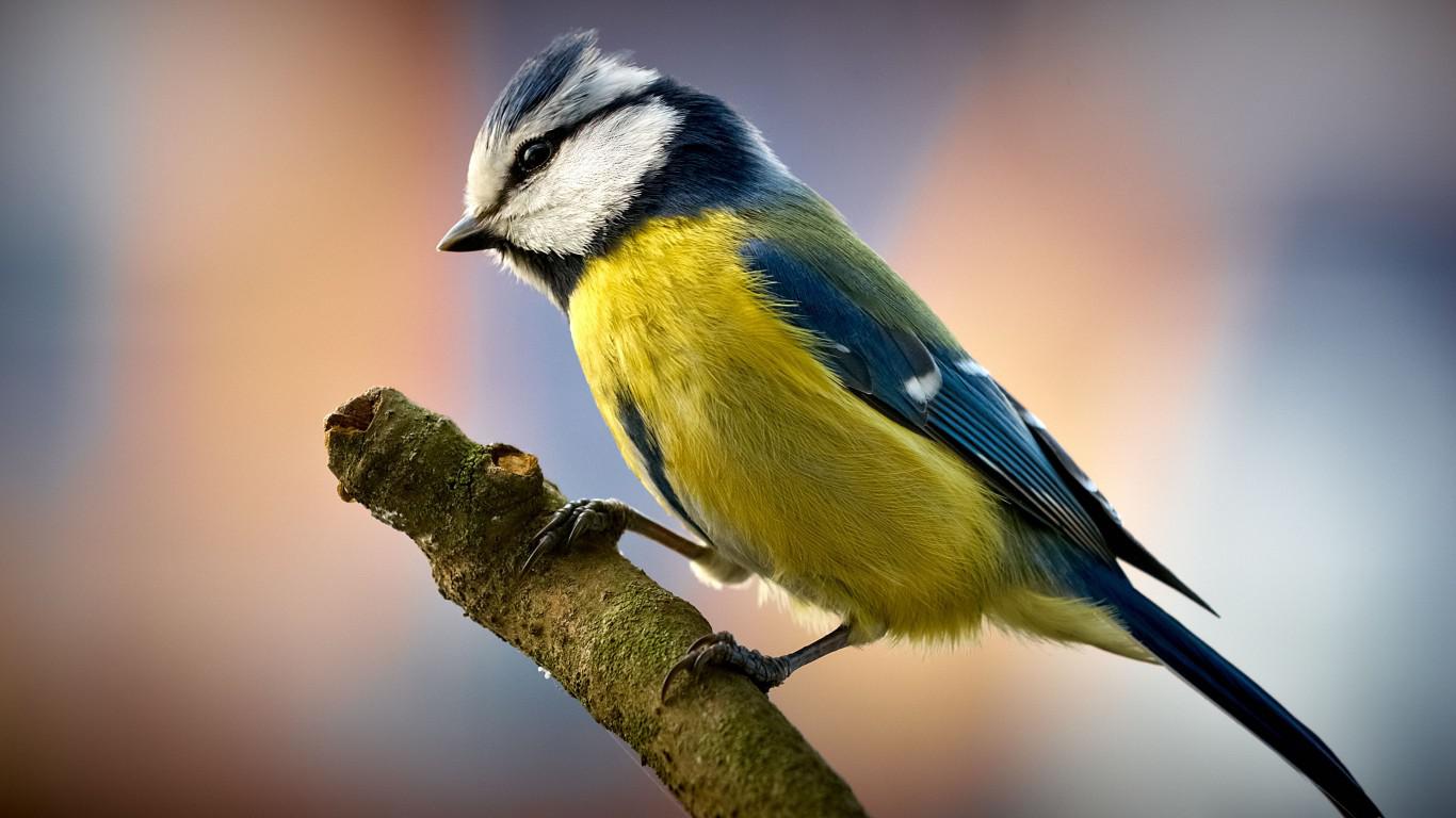Звуки птиц скачать бесплатно и без регистрации