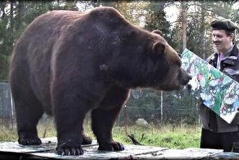 Медведя-художника нашли в Финляндии