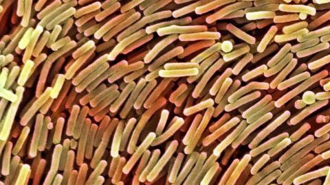 Ученые: победа над раком зависит от бактерий в организме