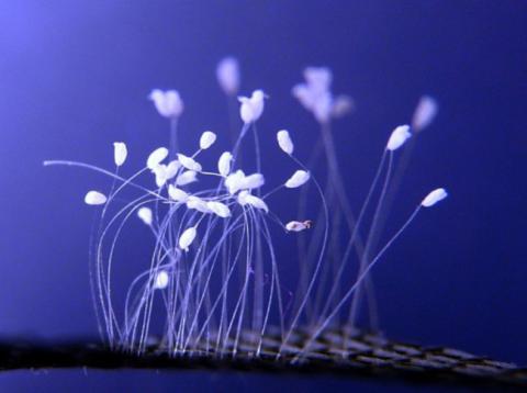 Расцвел цветок, который цветет раз в 3 тысячи лет (ФОТО, ВИДЕО)