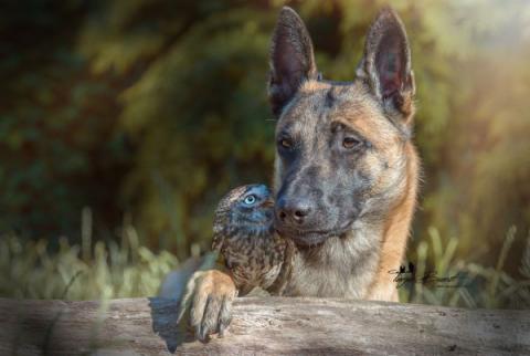 Большой пес и маленькая сова: забавная дружба (ФОТО)
