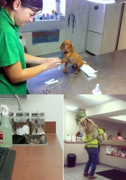 Домашние животные на приеме у врача (ФОТО) 