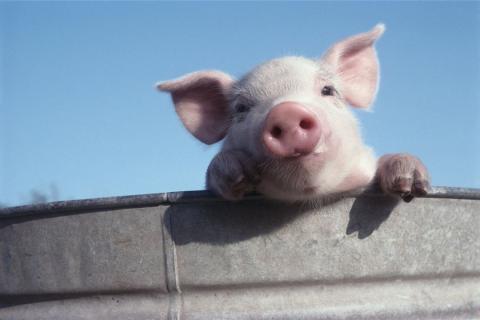 Канадская активиста по защите животных пыталась напоить свиней (ВИДЕО)
