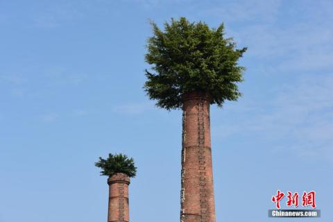 Удивительное рядом. В Китае деревья выросли прямо из заводской трубы (ФОТО)