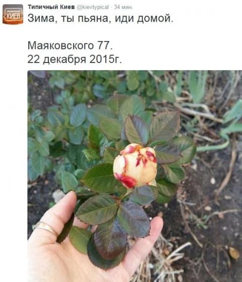 В Киеве зацвели цветы (ФОТО) 