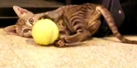 Кошки охотятся на теннисный мяч (ВИДЕО)