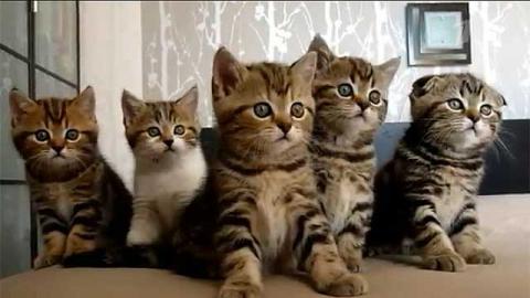Синхронные коты: заговор мохнатых друзей (ФОТО)