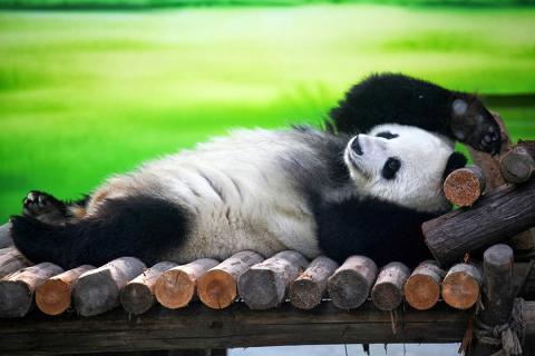 Панда против миски: забавная "борьба", которая рассмешила сеть (ВИДЕО) 