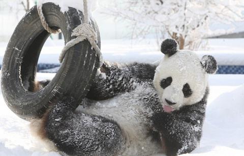 Милая панда принимает снежные ванны (ВИДЕО)