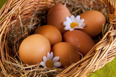 Куриные яйца помогают человеку похудеть, - специалисты 