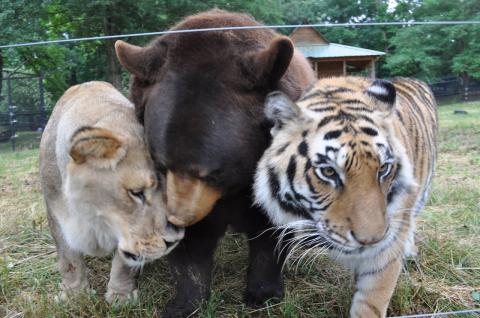 Улыбнитесь: невероятная дружба тигра, медведя и льва (ВИДЕО)