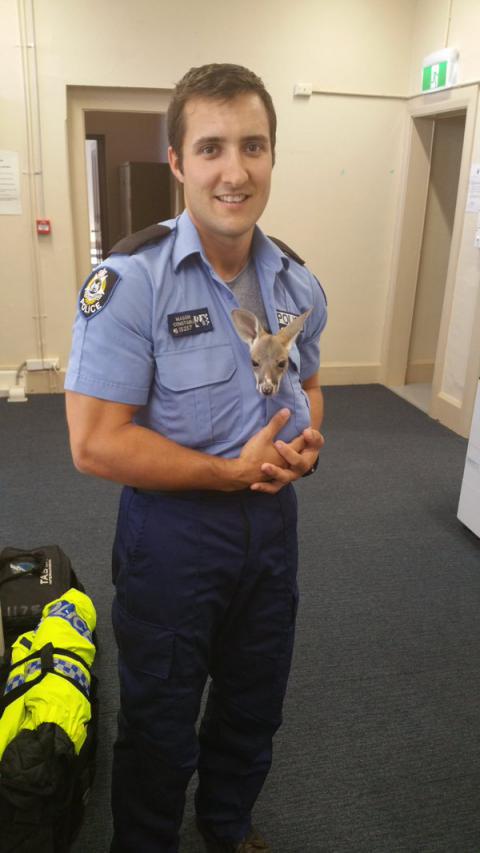 В Австралии полицейский «усыновил» осиротевшего кенгуренка