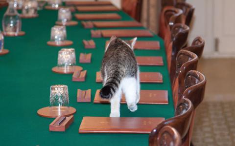 Жизнь Ларри: как проводит свои дни самый главный кот Британской империи (ФОТО)