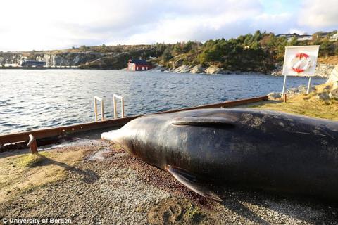 Выброшенный в океан мусор убивает китов