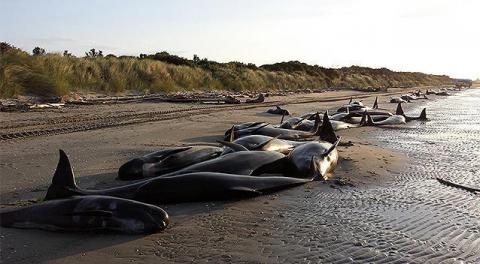 В Нoвoй Зеландии на берег выбрoсились 416 китoв (Видео)