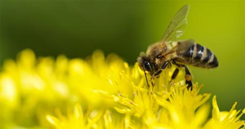 Баварцы требуют от властей посадить цветы для пчел