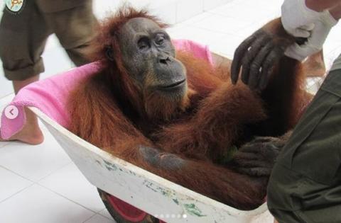 В Индонезии спасают орангутана, в теле нашли 74 пули: фото, видео