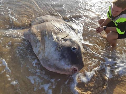 В Австралии на пляж выбросило редкую океаническую рыбу: фото