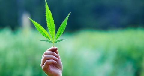 Комитет ВР поддержал легализацию марихуаны в медицинских целях