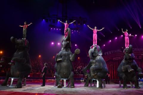 Цирк без животных: что значит запрет использования животных в шапито