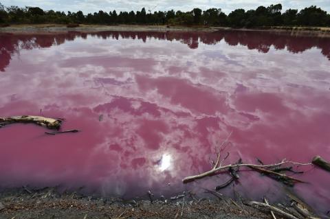 Озеро в Австралии стало розовым и завоняло тухлыми яйцами: видео