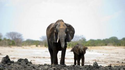 В Зимбабве массово вымирают слоны