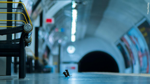Драка мышей в метро получила престижную награду