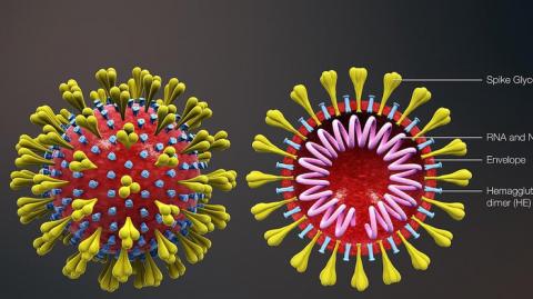 Надежная "броня": как коронавирус противостоит иммунитету