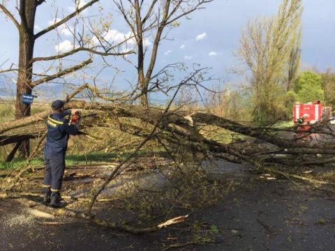 Непогода на Закарпатье: повалены деревья и обесточены села – видео, фото