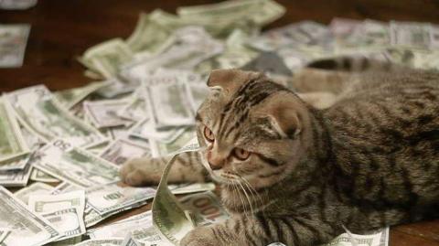 "Котенок-бухгалтер" нашел работу в банке (видео)