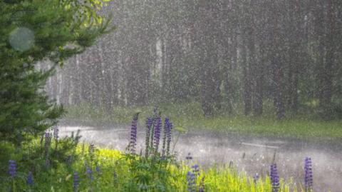 Погода в Украине на 2 июля: где пройдут дожди