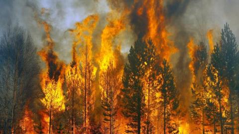 "Надо спасать людей": возле Северодонецка бушуют лесные пожары (видео)