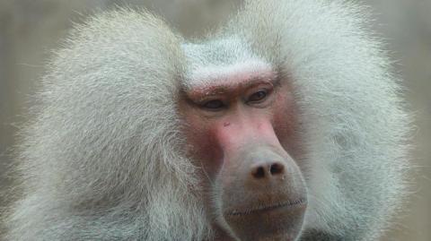 В Кении примат покусился на убийство человека (видео)