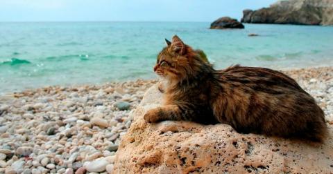 В Португалии часть пляжей отдадут собакам и кошкам
