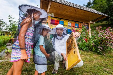 В ЕС будут защищать пчел от исчезновения, а свои леса — от вырубки