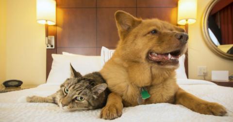 Гостиницы обяжут принимать постояльцев с собаками и кошками вместе
