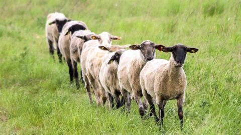 Робот-пастух "научился" следить за отарой овец (видео)