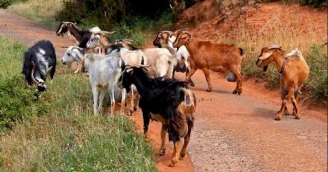 В Португалии наняли коз, чтобы предотвратить пожары