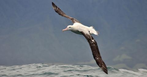 К охоте на рыбаков-браконьеров подключились альбатросы