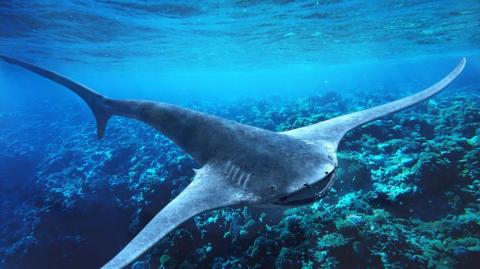 Невероятная находка: ученые раскопали летающую акулу