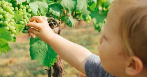 Землю — виноградарям, деньги — АПК, лучшее — детям