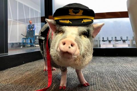 Новыми сотрудниками нидерландского аэропорта станут свиньи