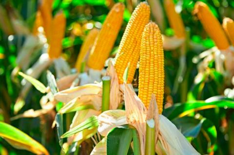 Лучшие и худшие растения-компаньоны для кукурузы