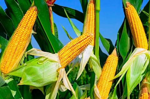 Какие гибриды кукурузы показали наибольшую урожайность в 2021 году?